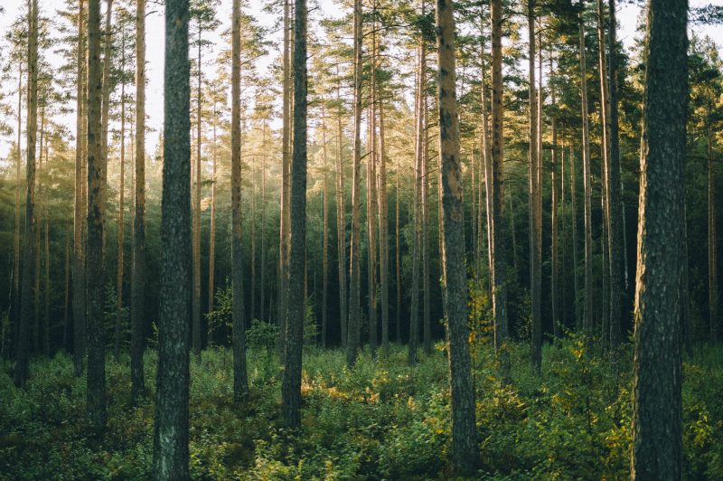 Pinewood Forest In Sunrise, Sognsvann, Oslo